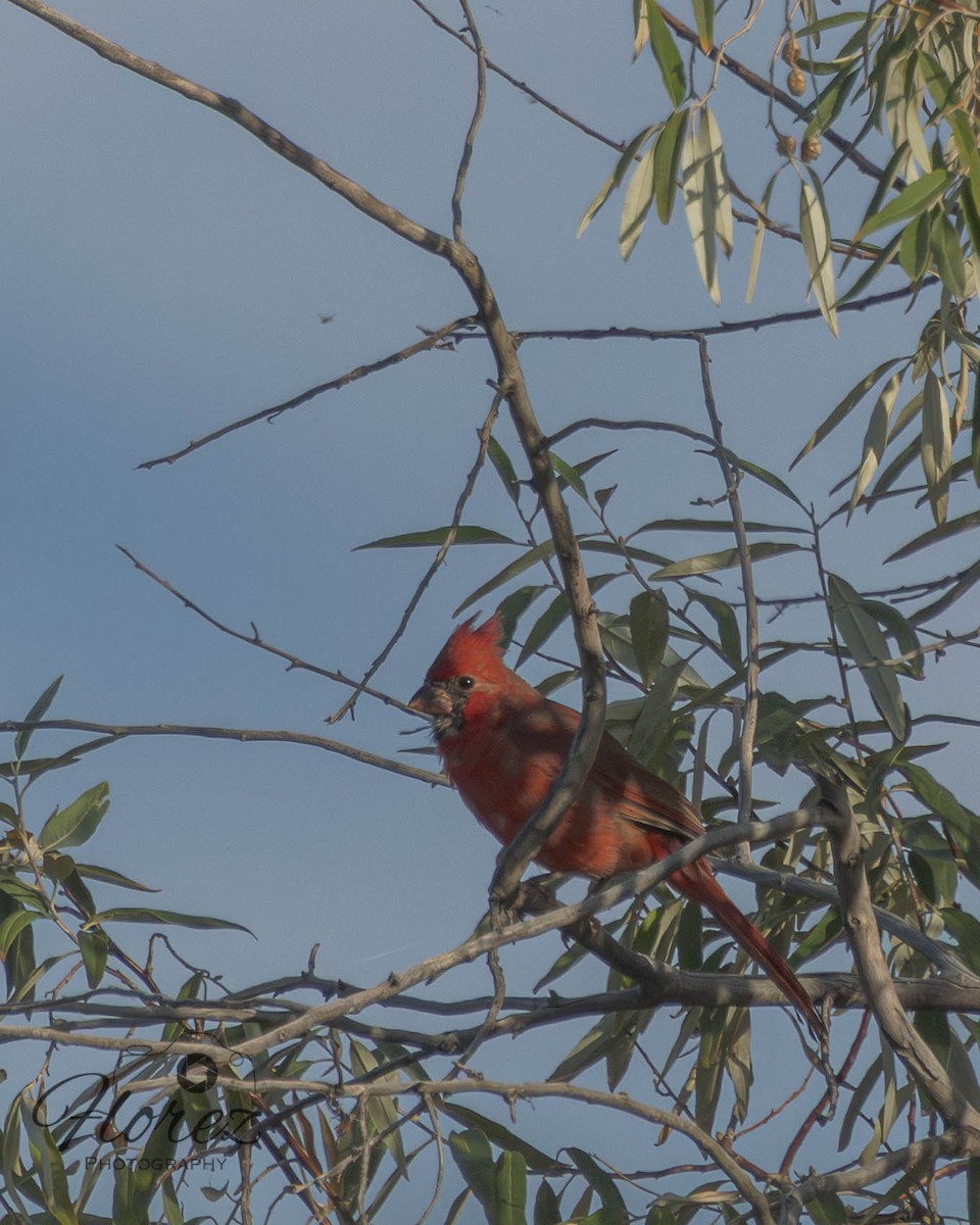 Northern Cardinal - ML642663045