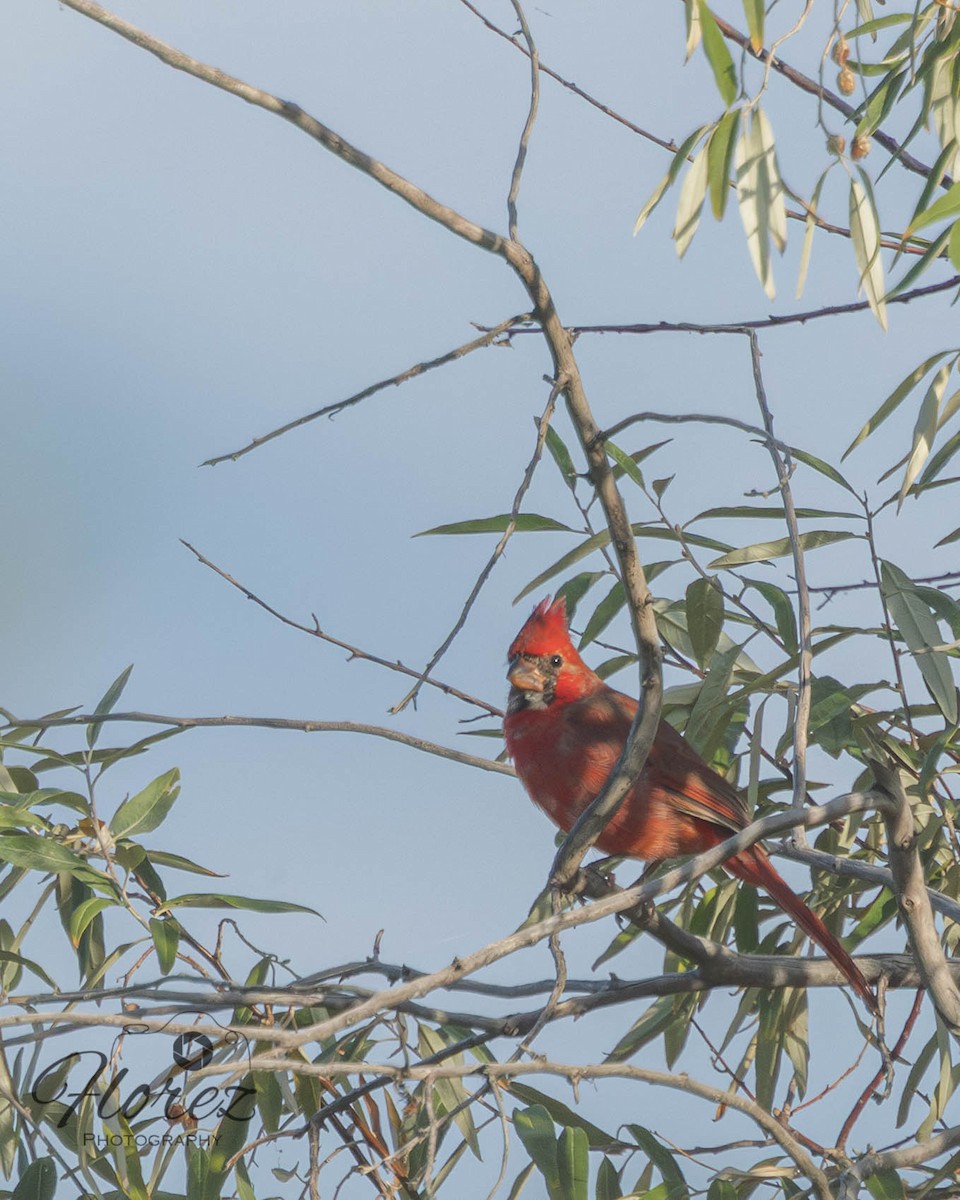 Northern Cardinal - ML642663046