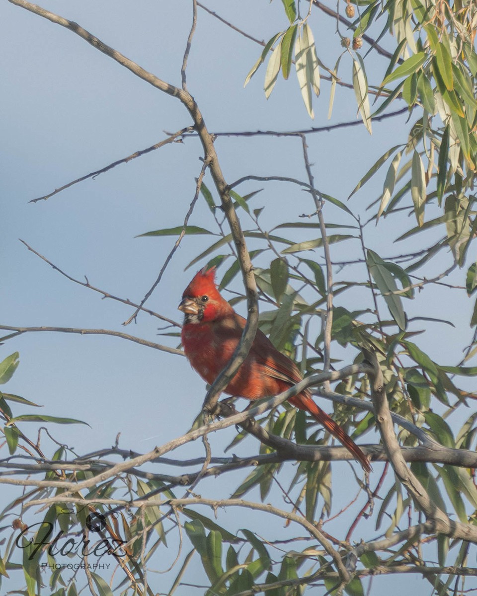Northern Cardinal - ML642663047