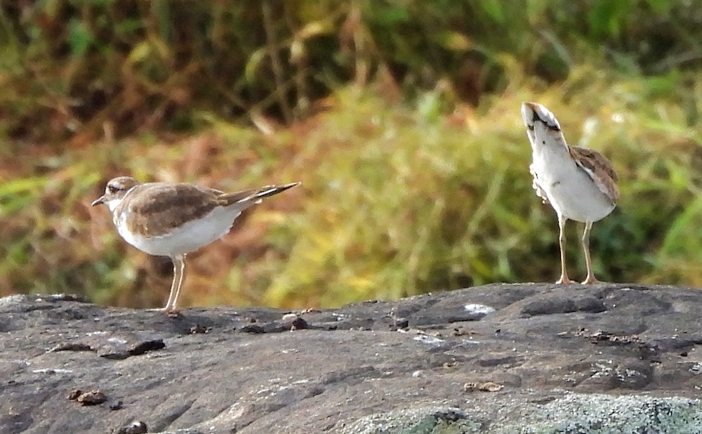 Killdeer - ML642663049
