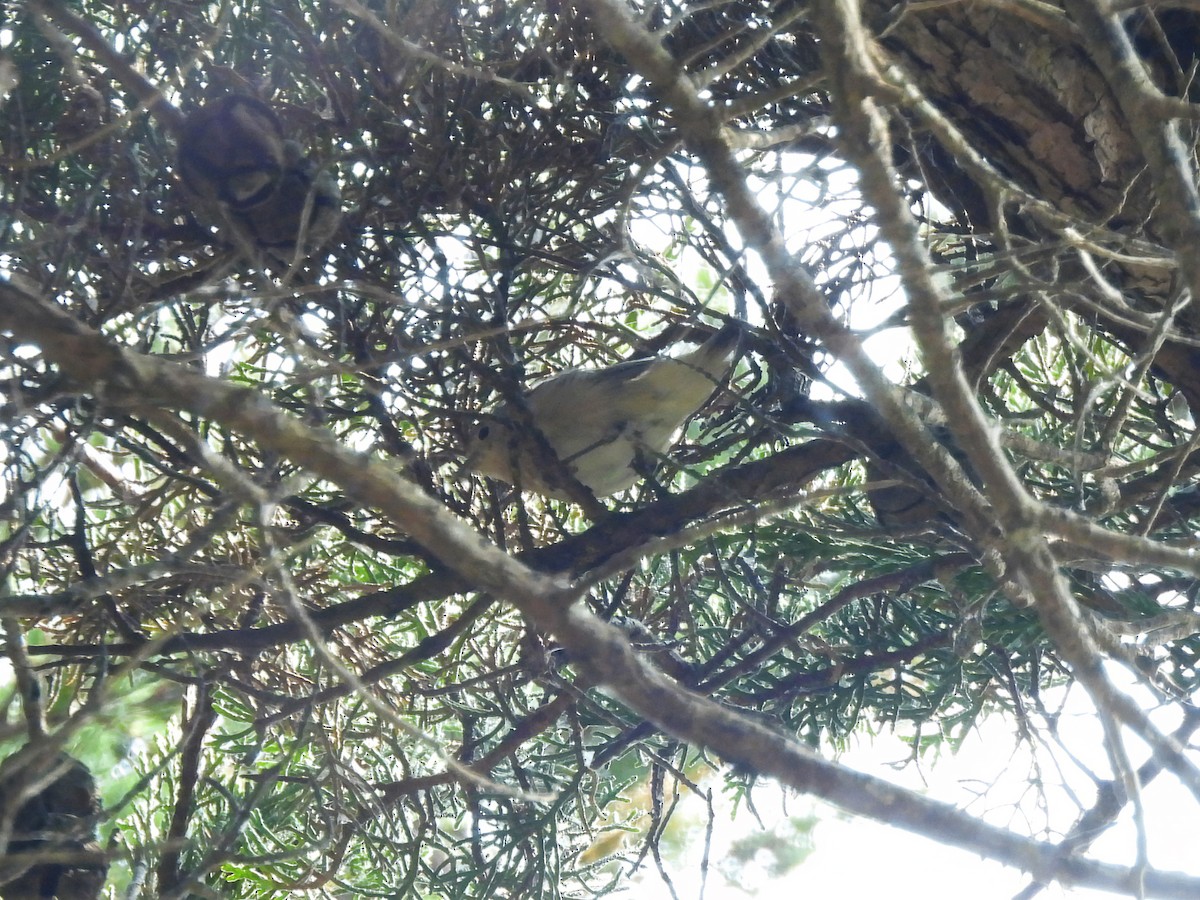 Lucy's Warbler - ML642663050