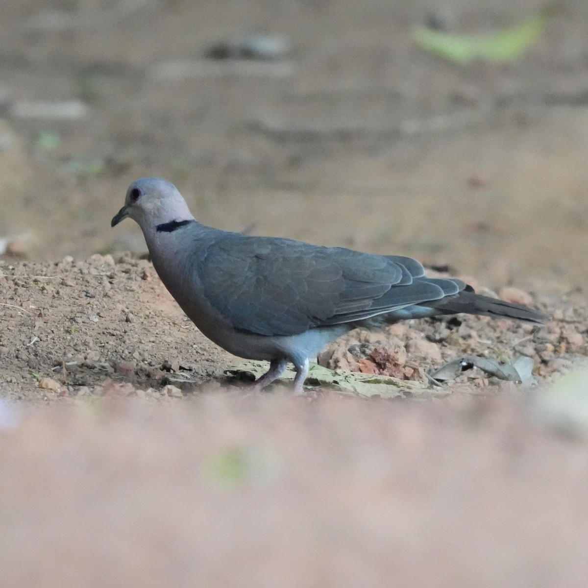 Red-eyed Dove - ML642663051