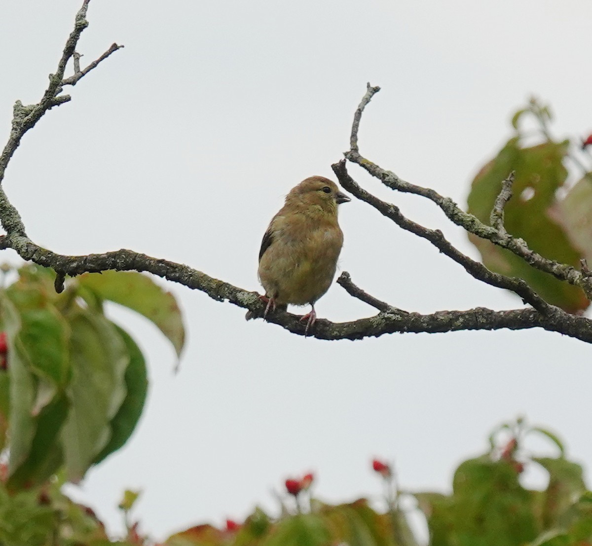 American Goldfinch - ML642663063