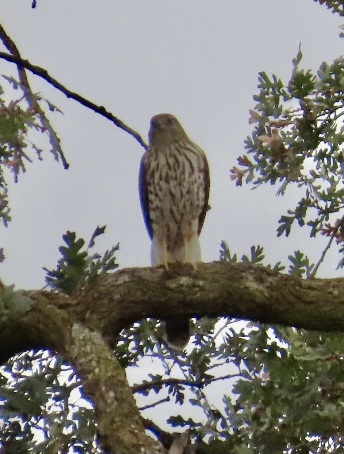 Cooper's Hawk - ML642663065