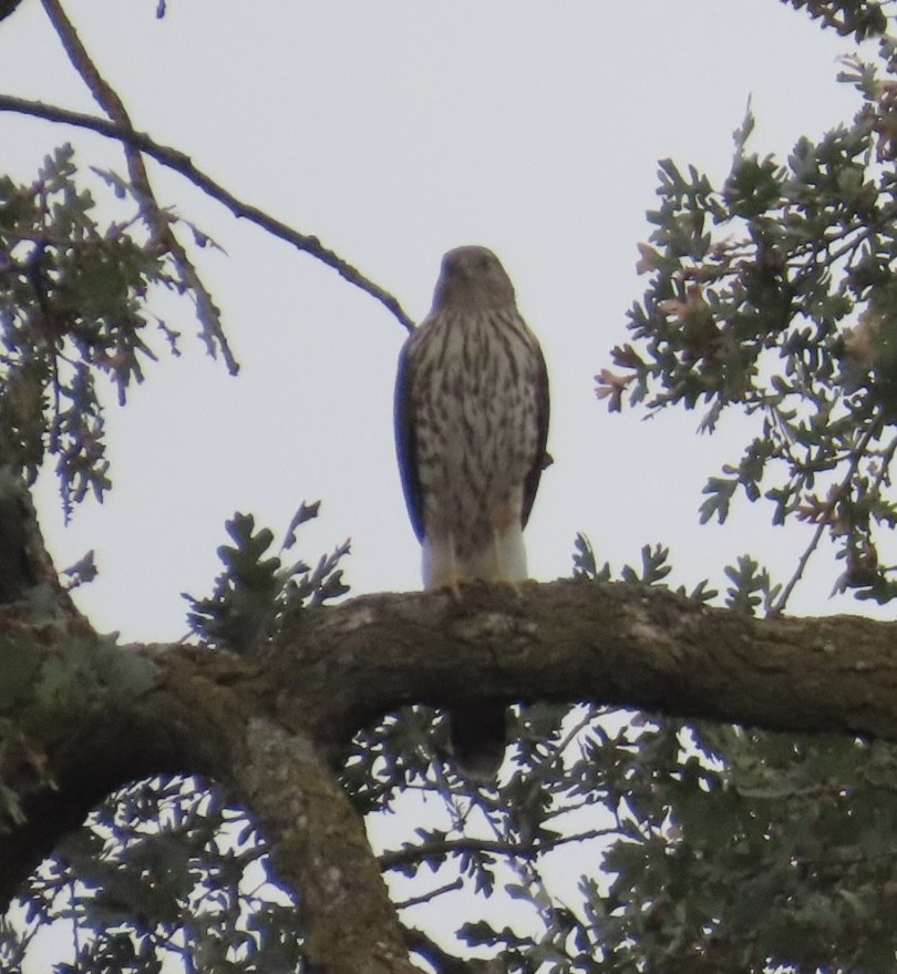 Cooper's Hawk - ML642663066
