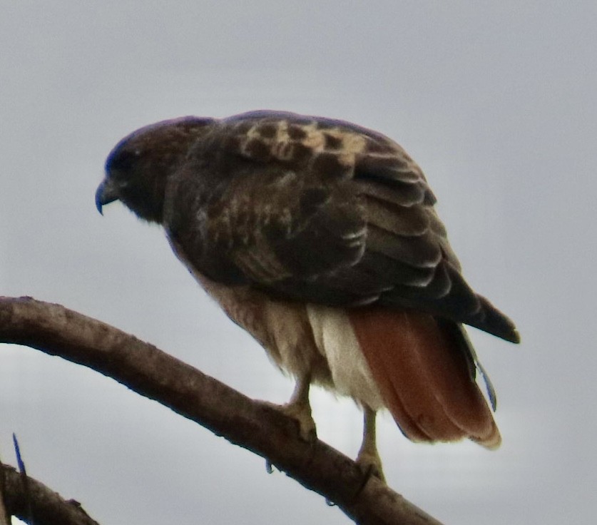 Red-tailed Hawk - ML642663071