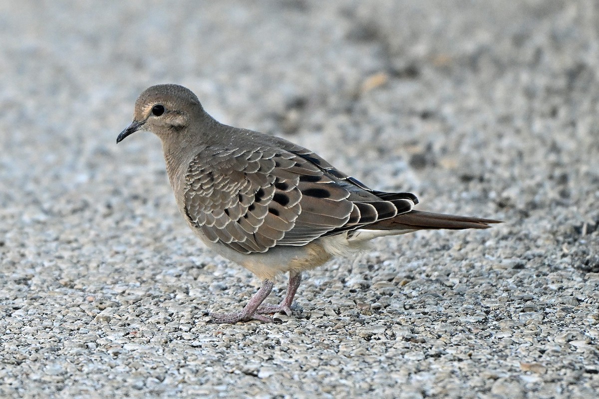 Mourning Dove - ML642663077