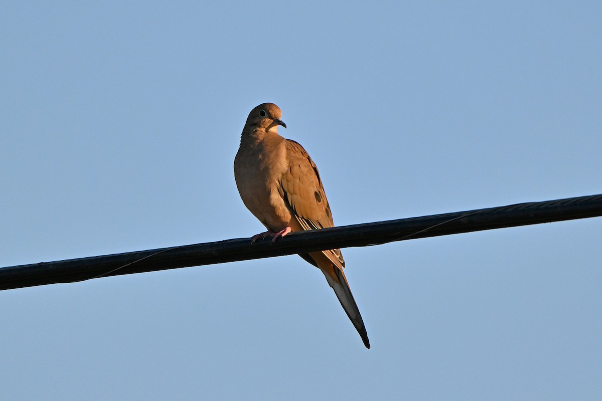Mourning Dove - ML642663078
