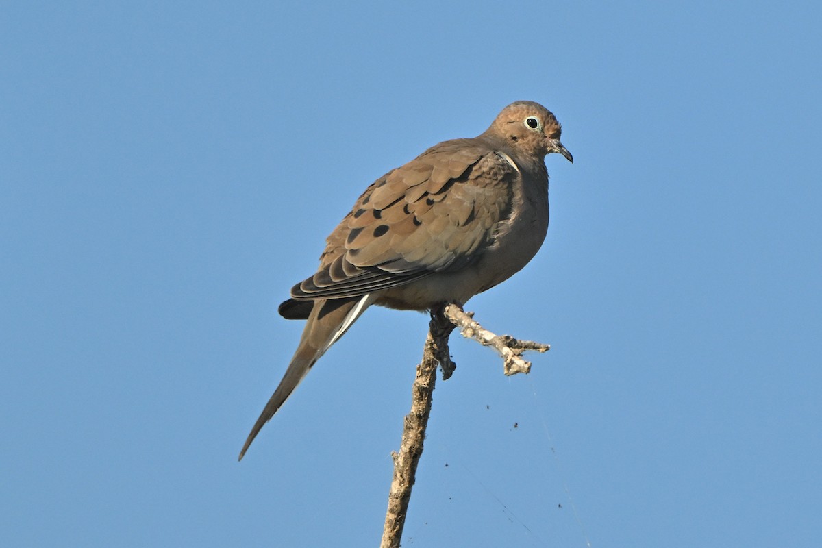 Mourning Dove - ML642663079