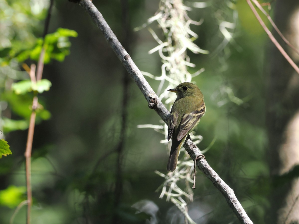 Acadian Flycatcher - ML642663105