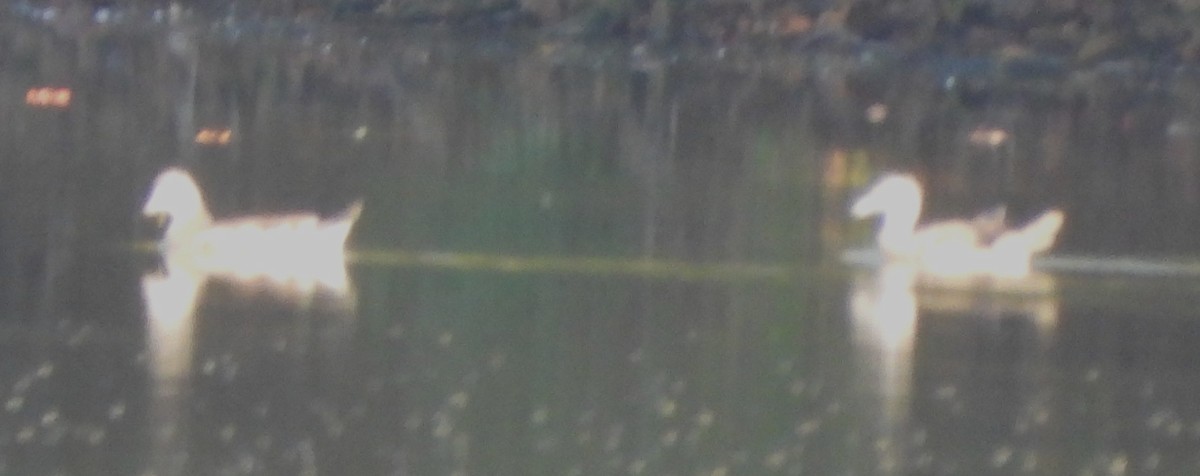Wood Duck - ML642663110