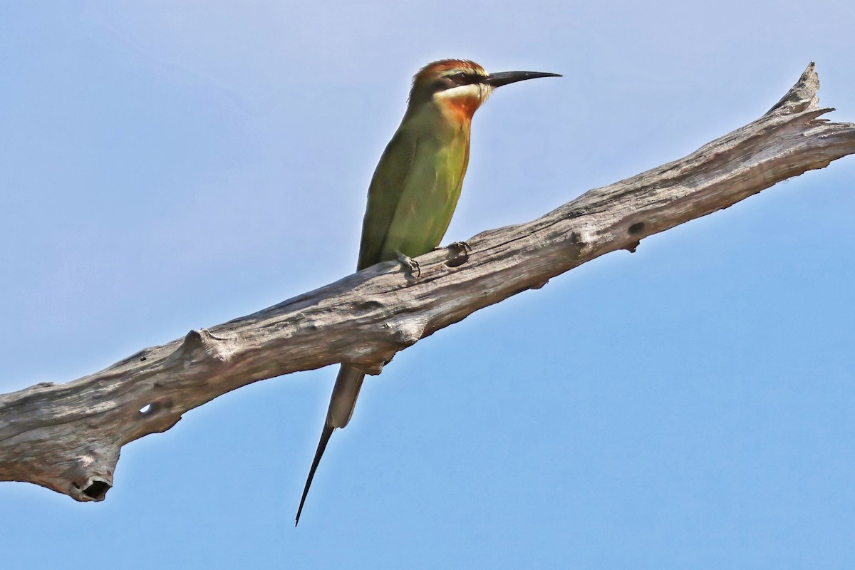 Olive Bee-eater - ML642663111