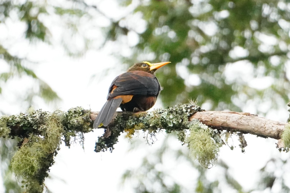 brunoropendola - ML642663113