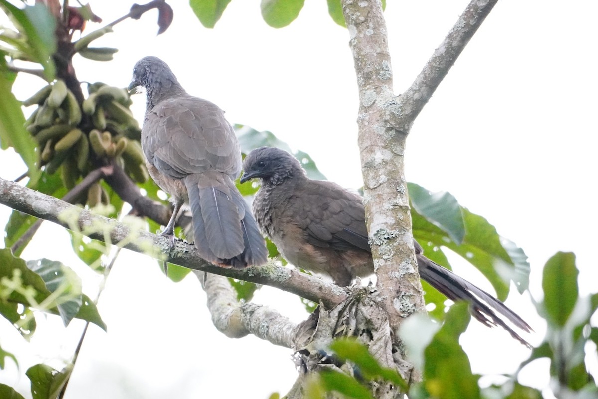 colombiahokko - ML642663118