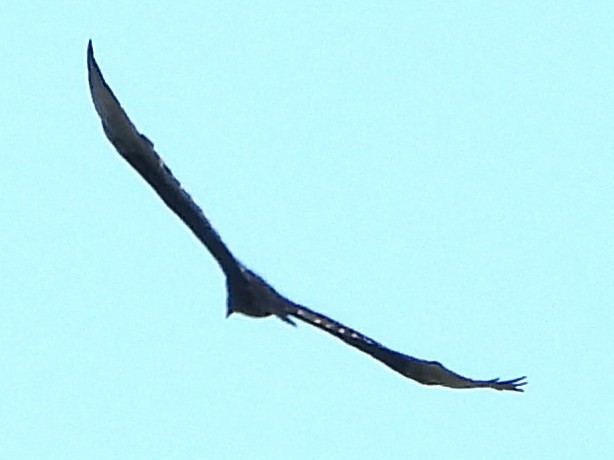 Turkey Vulture - ML642663130
