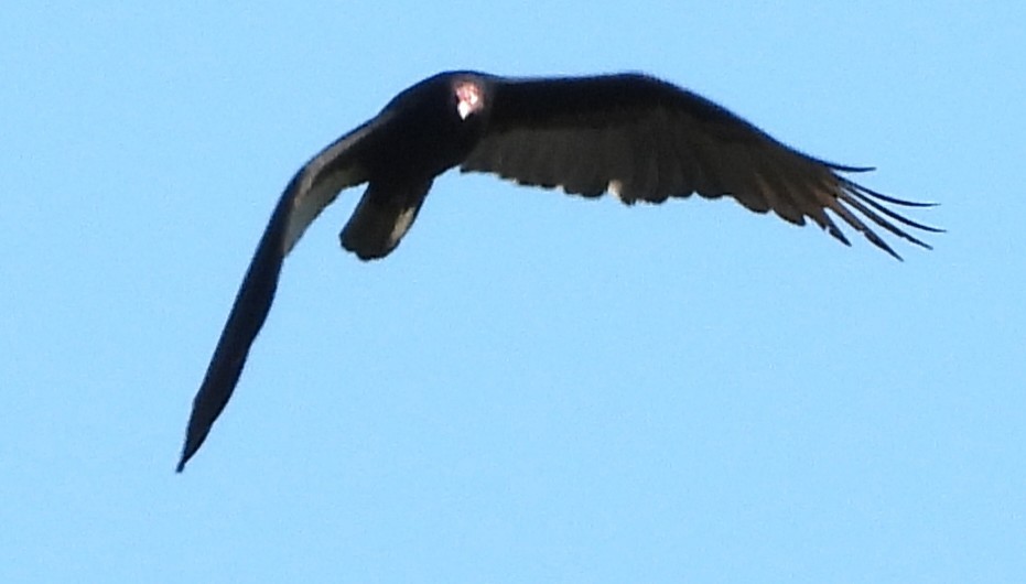 Turkey Vulture - ML642663136