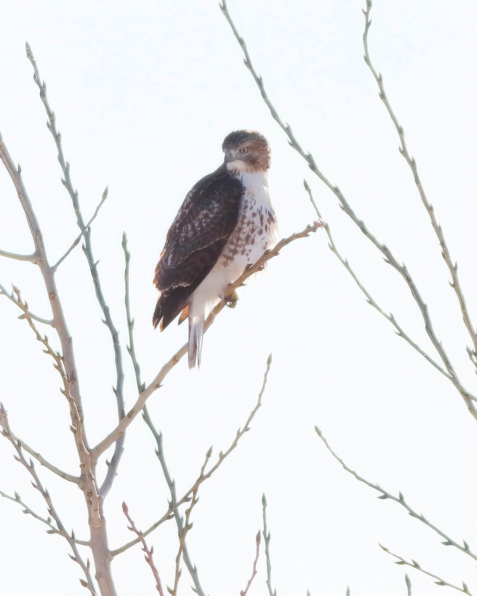 Red-tailed Hawk - ML642663140