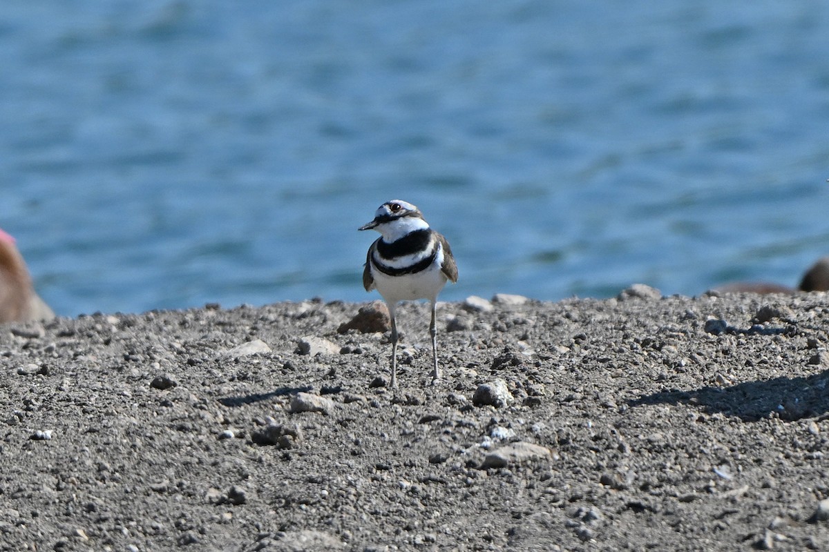 Killdeer - ML642663142