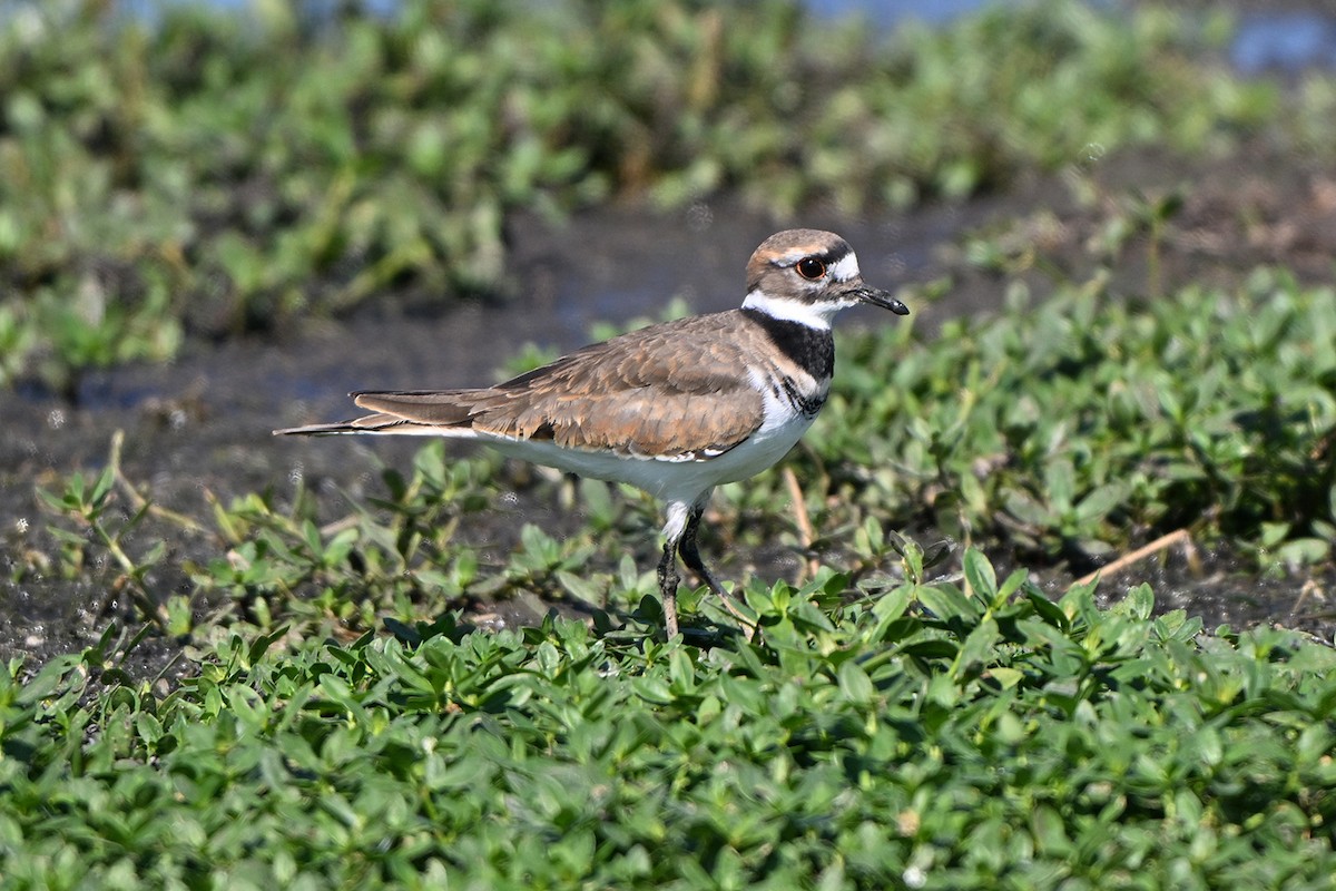 Killdeer - ML642663143
