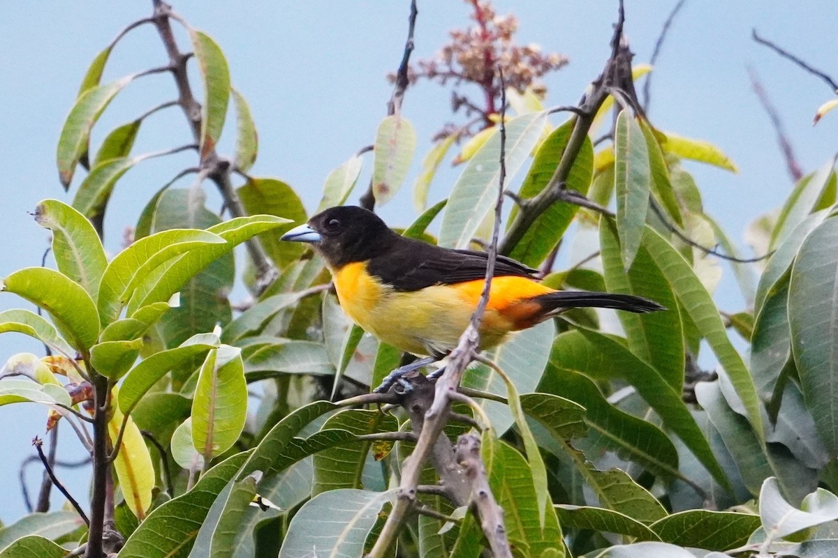 ildgumptanagar (flammigerus) - ML642663152