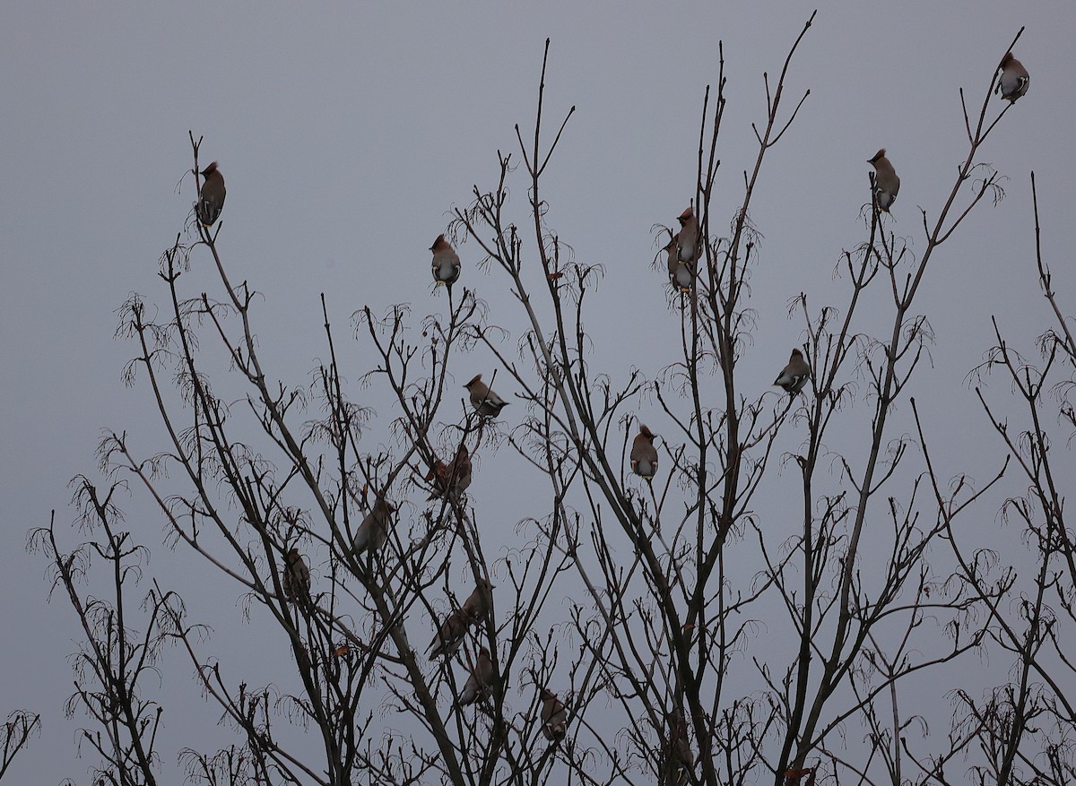 Bohemian Waxwing - ML642663161