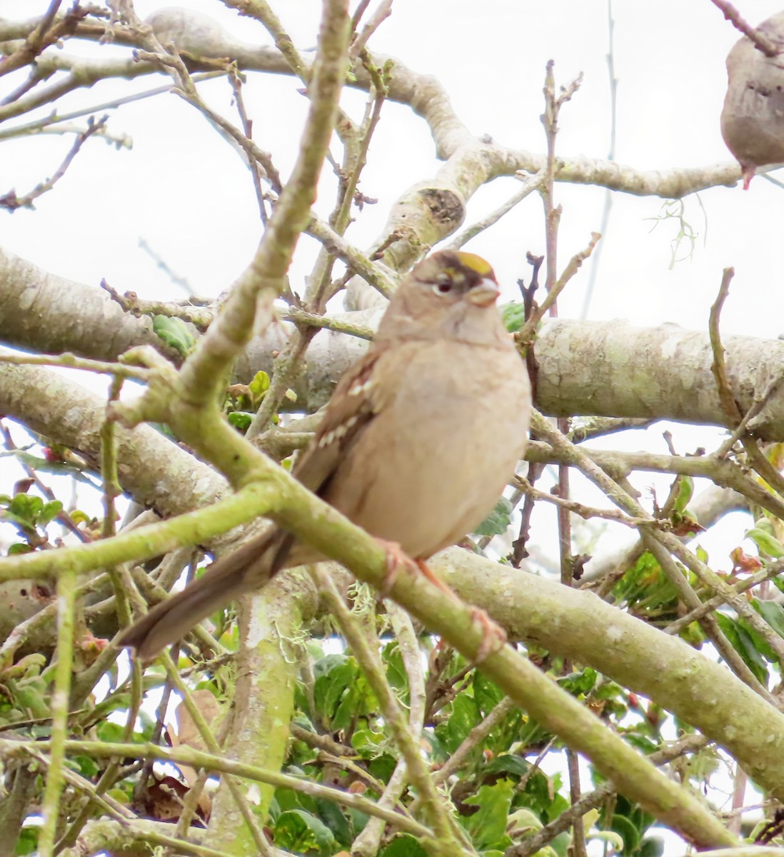 Bruant à couronne dorée - ML642663168