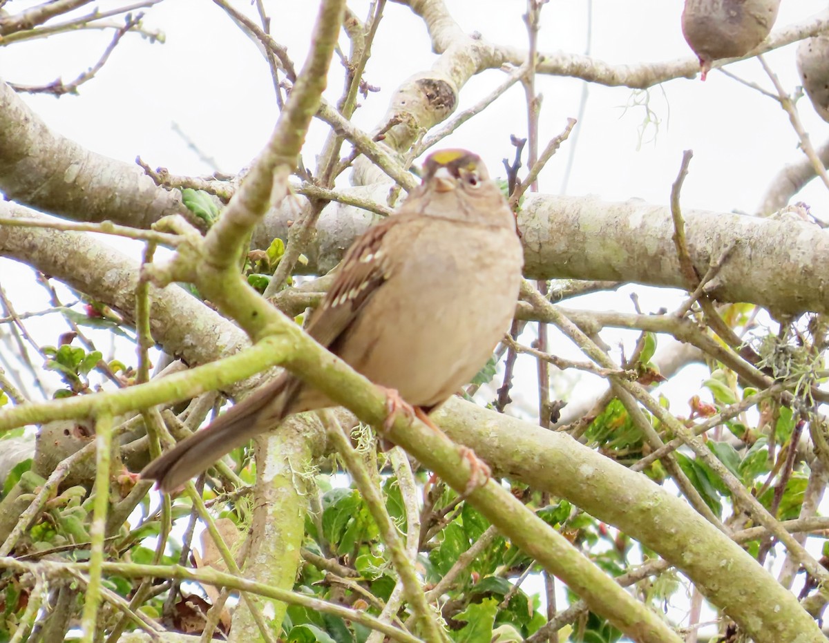 Bruant à couronne dorée - ML642663169