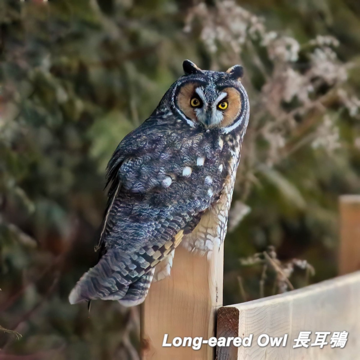 Long-eared Owl - ML642663178