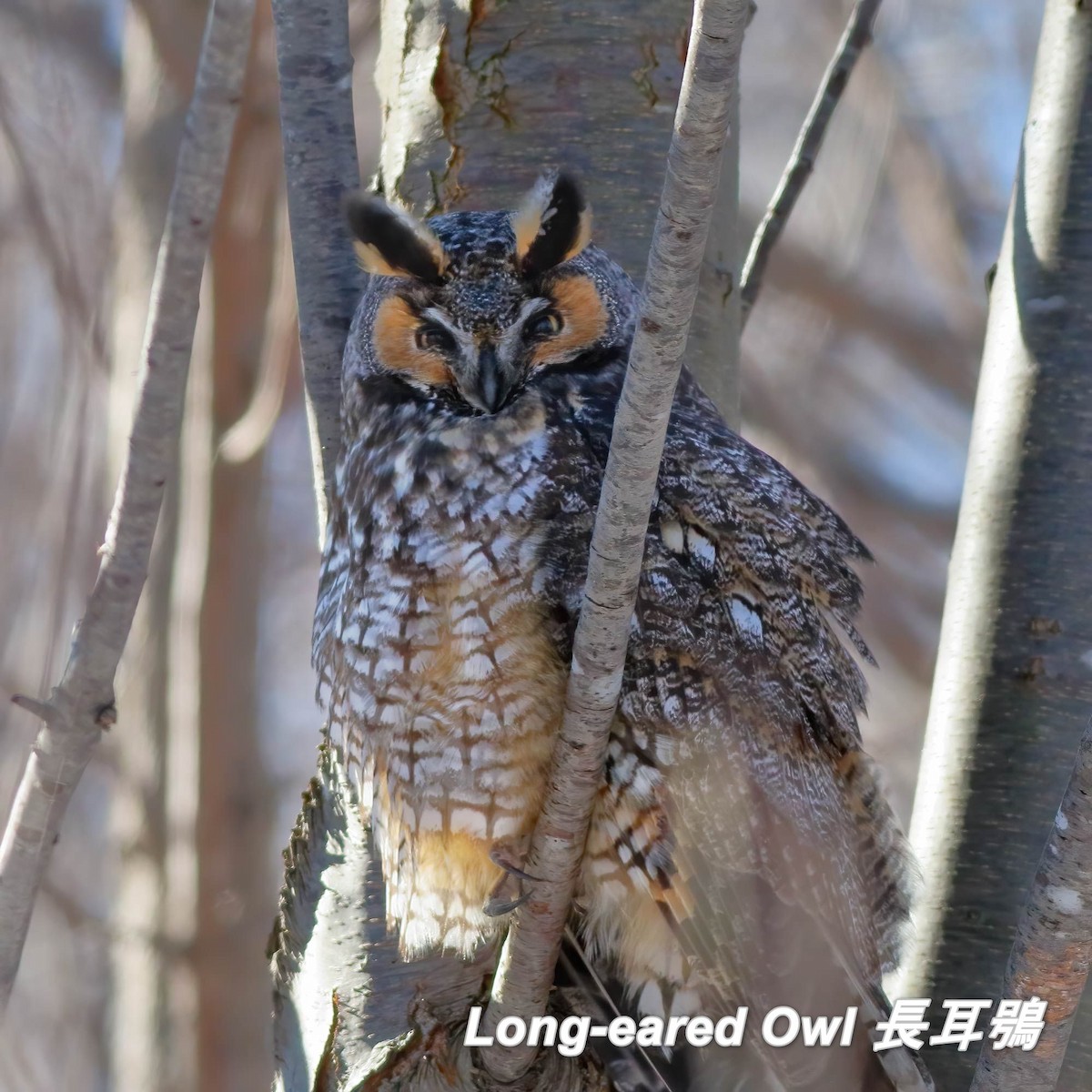 Long-eared Owl - ML642663179