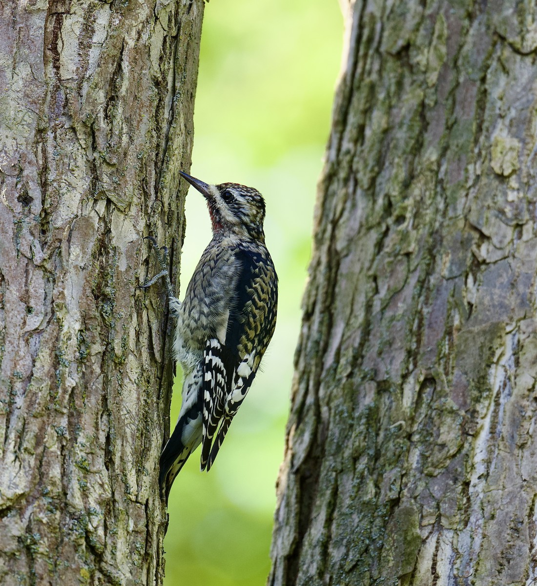 Yellow-bellied Sapsucker - ML642663182