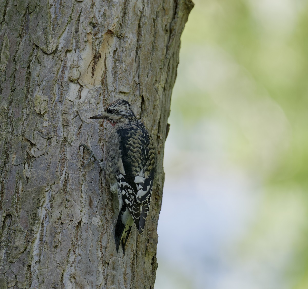 Yellow-bellied Sapsucker - ML642663190
