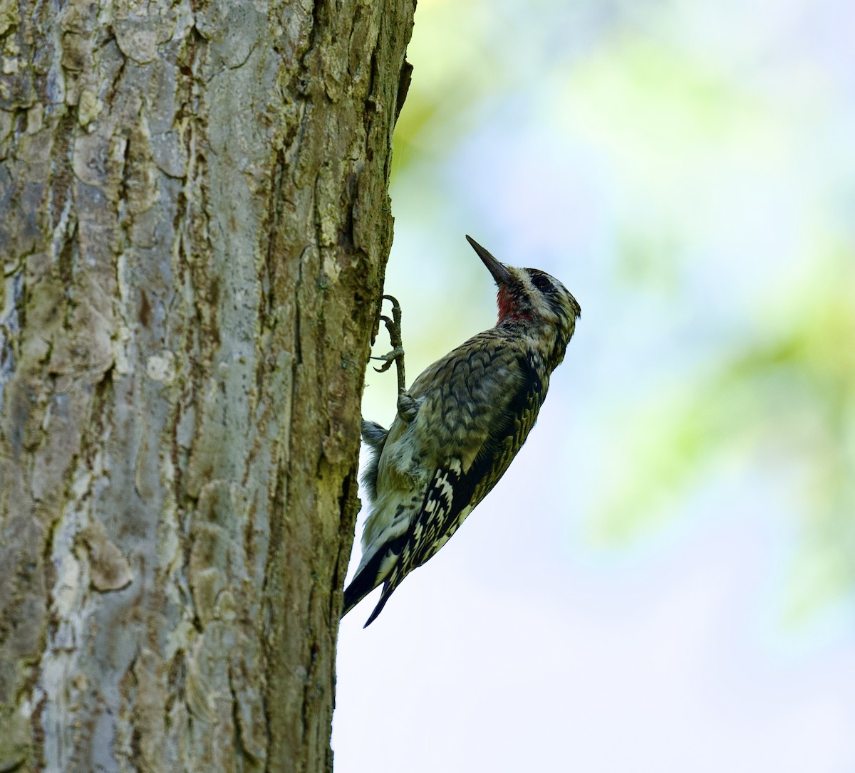Yellow-bellied Sapsucker - ML642663191