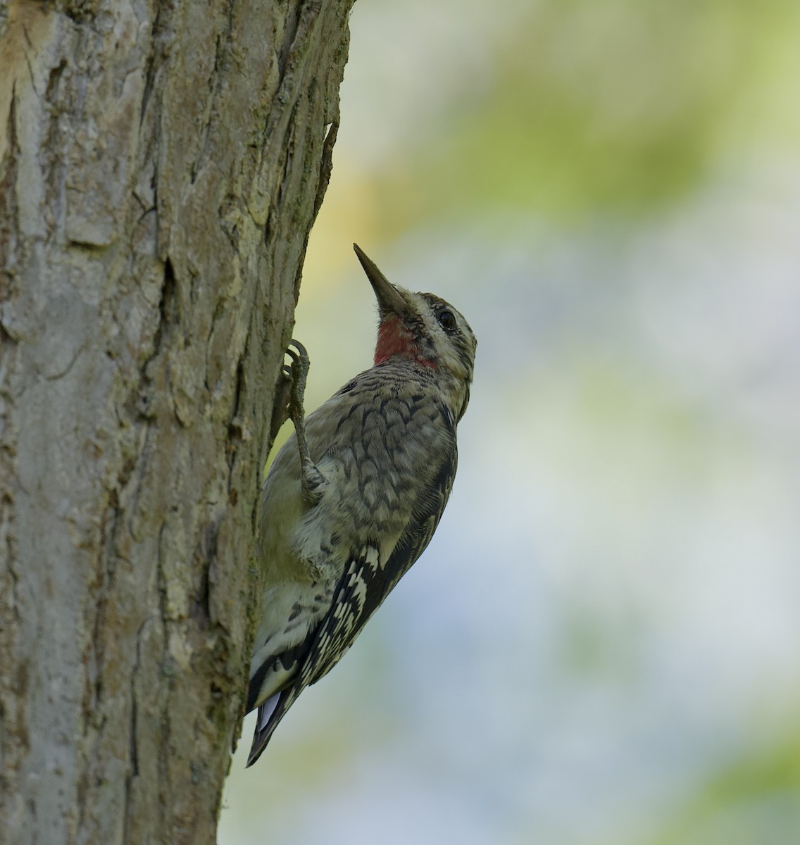 Yellow-bellied Sapsucker - ML642663201