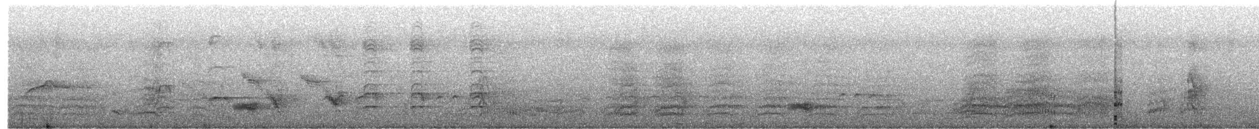 Tyran pirate - ML642663223
