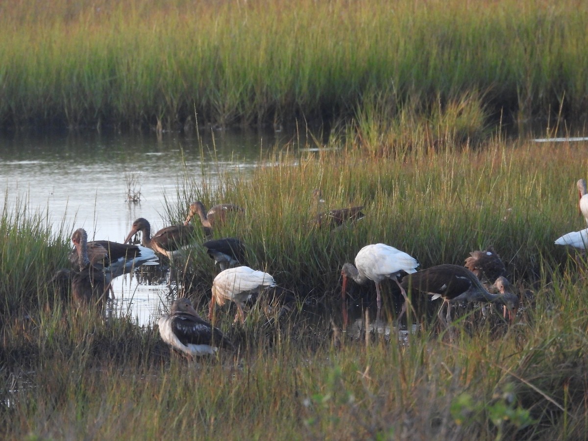 ibis bílý - ML642663224