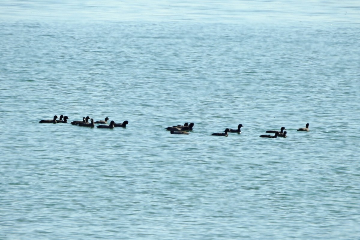 American Coot - ML642663227