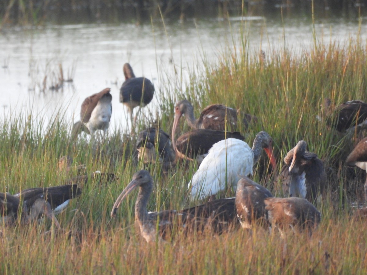 ibis bílý - ML642663238