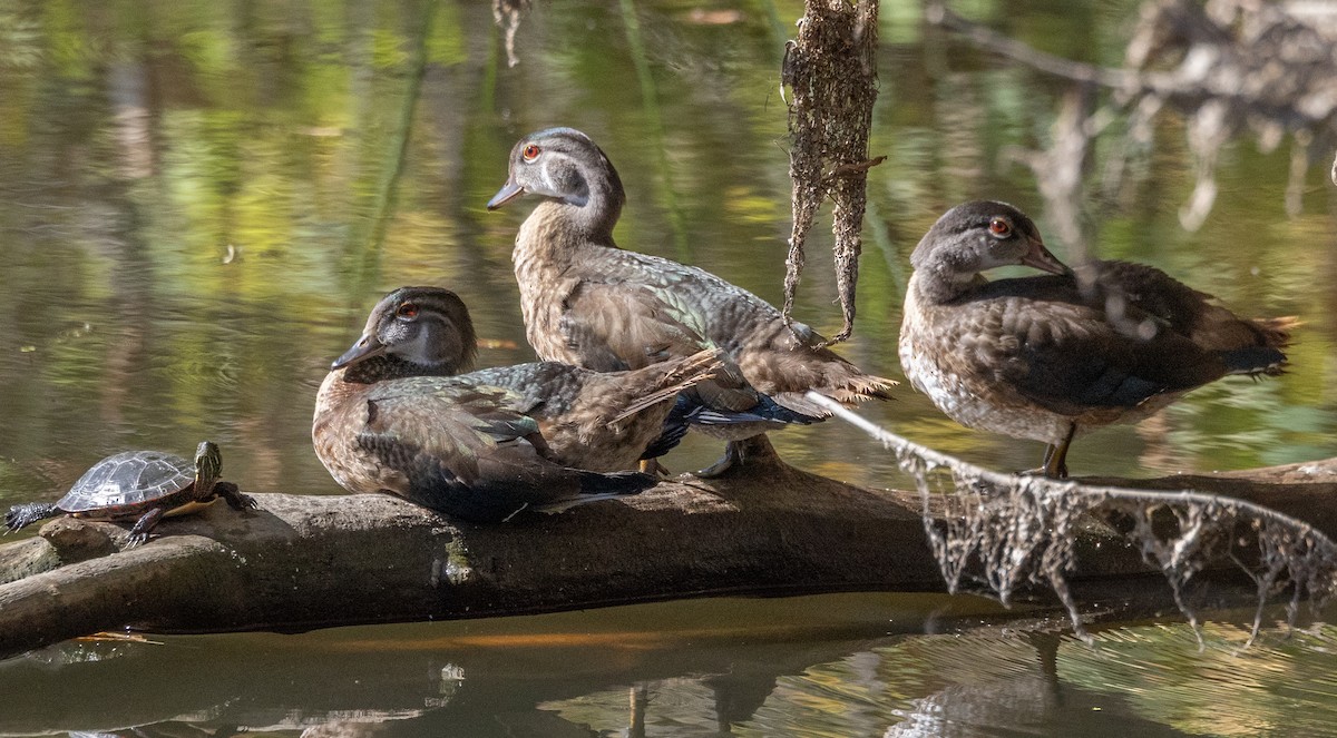 Wood Duck - ML642663239