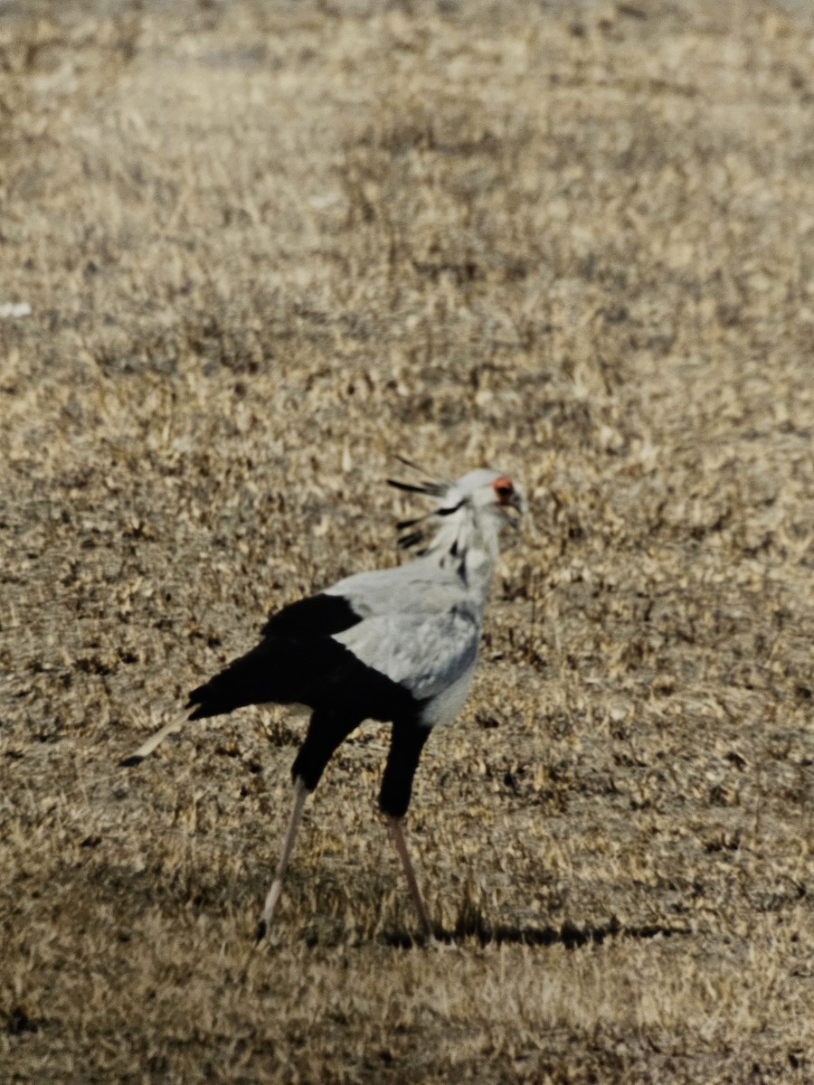 Secretarybird - ML642663241