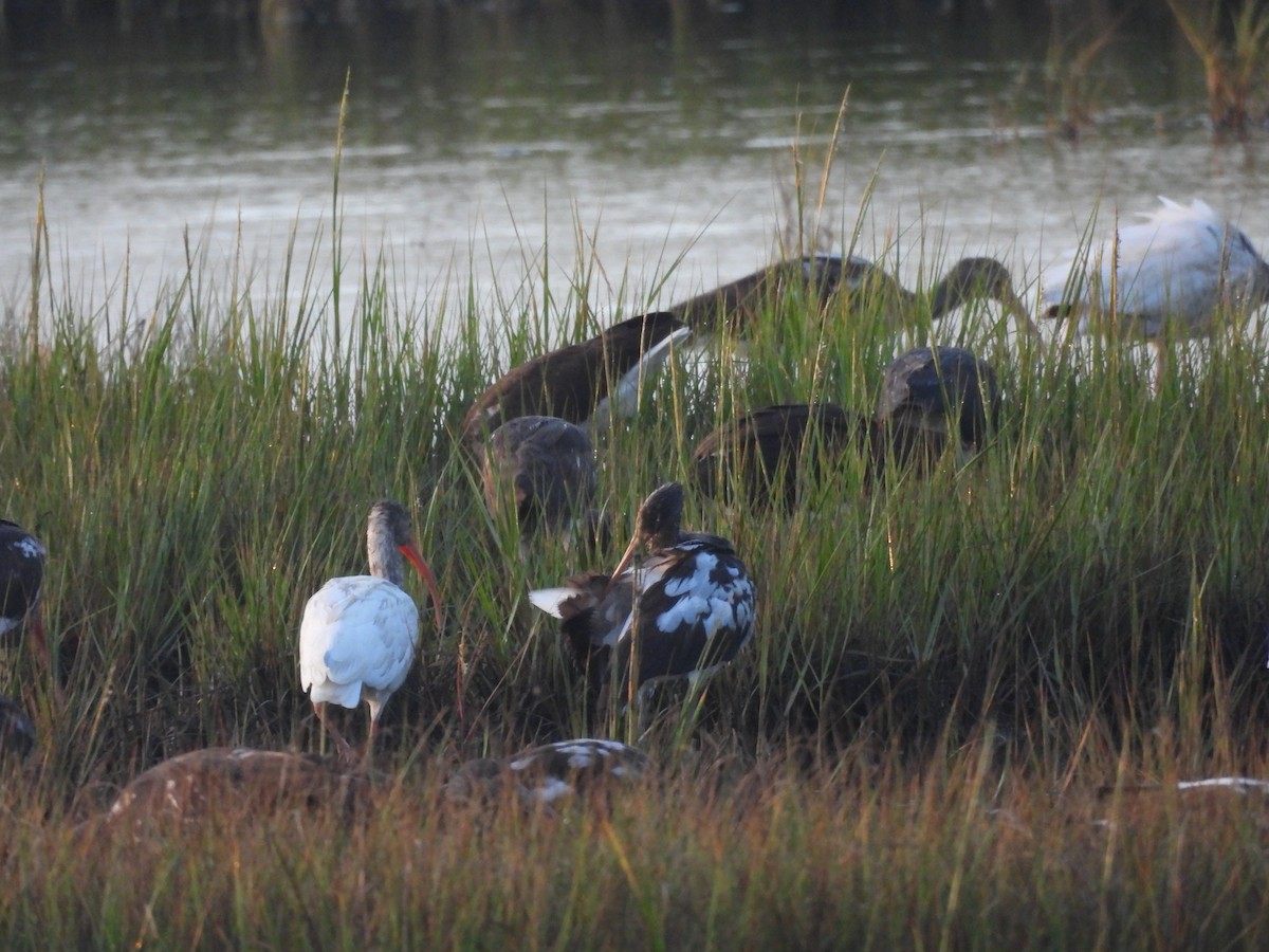 ibis bílý - ML642663246