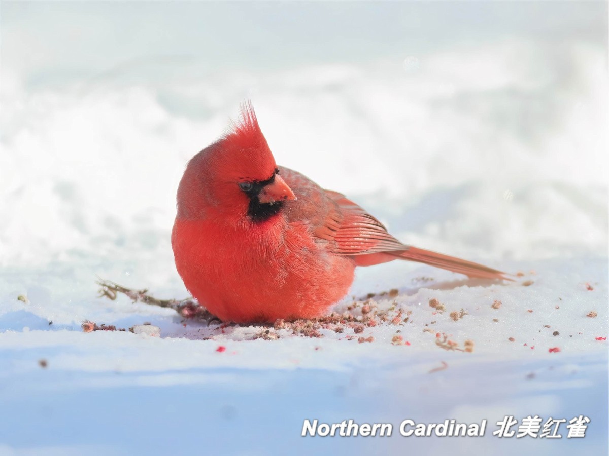 Northern Cardinal - ML642663258