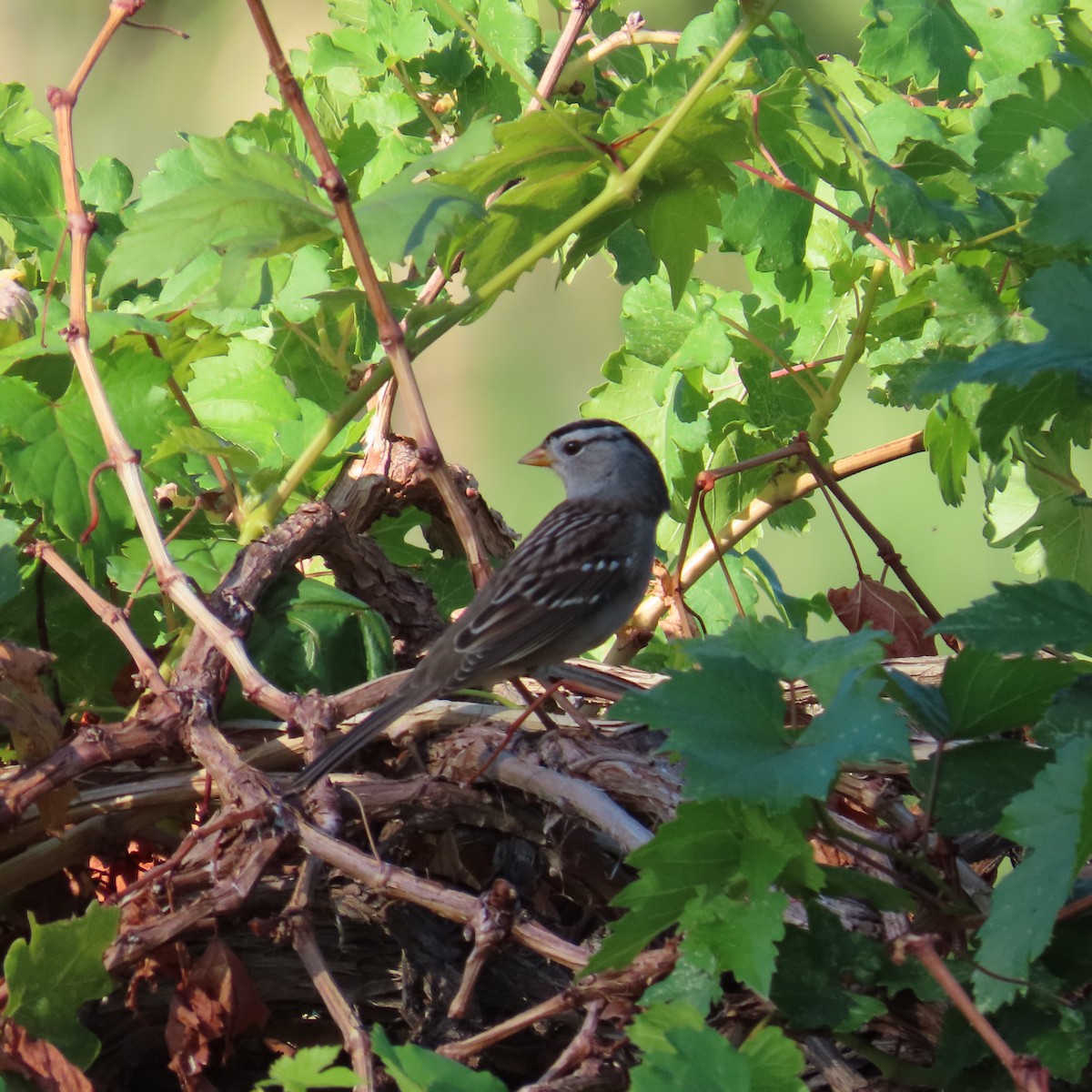 White-crowned Sparrow (Gambel's) - ML642663265