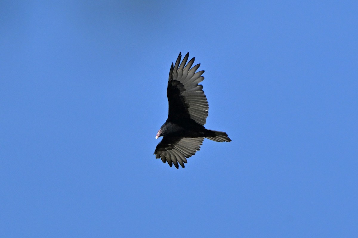 Turkey Vulture - ML642663269