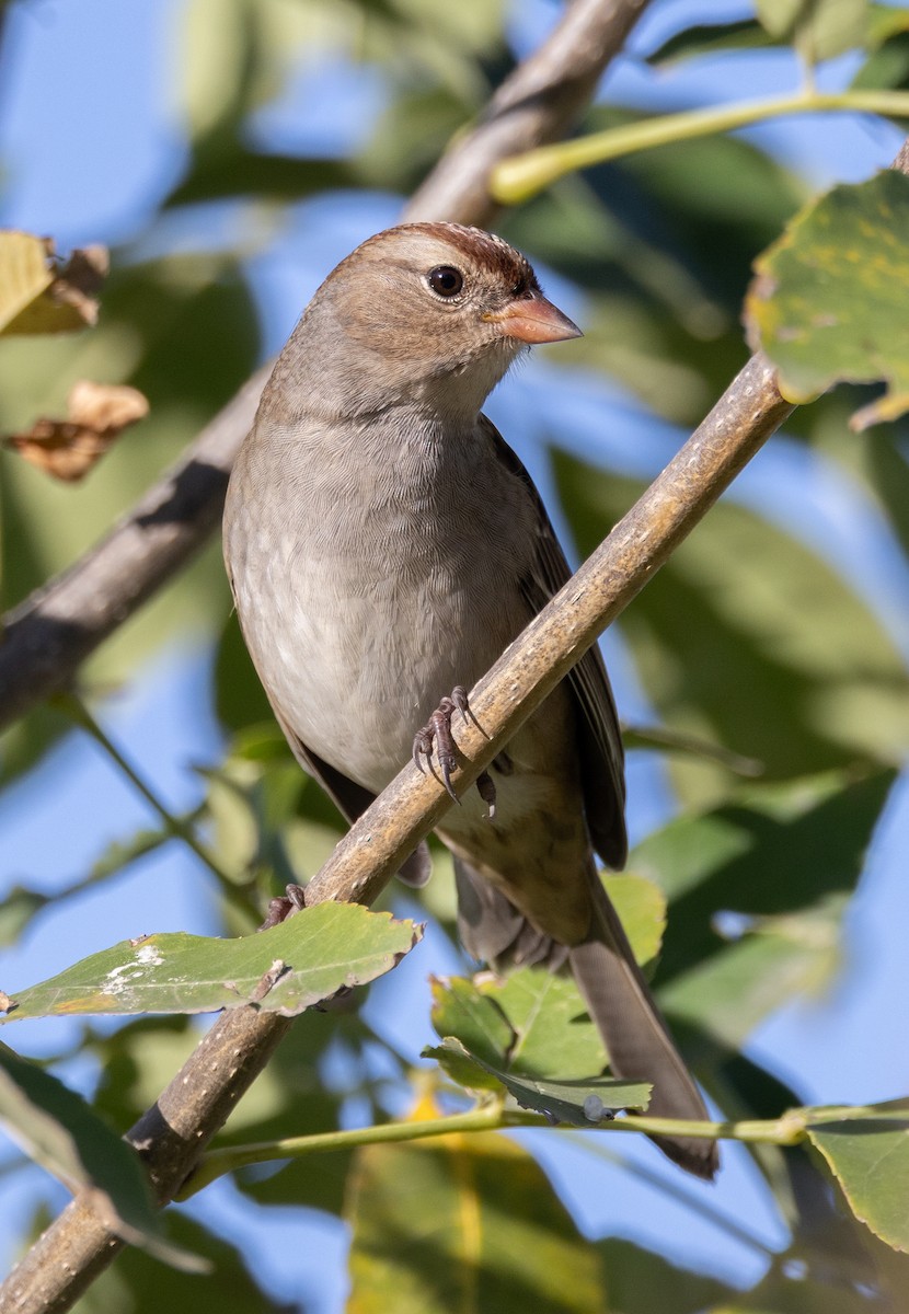 White-crowned Sparrow - ML642663279