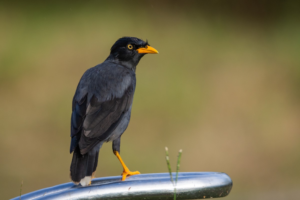 Javan Myna - ML642663284