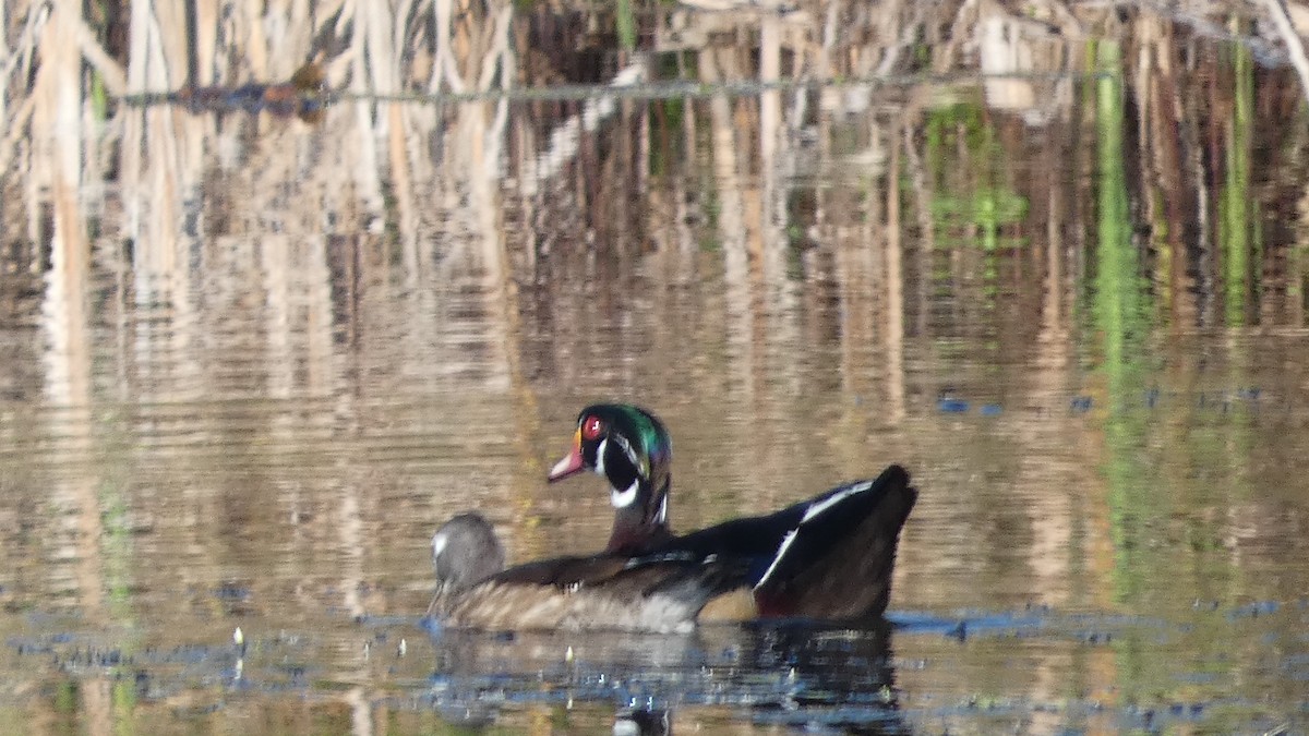 Wood Duck - ML642663286