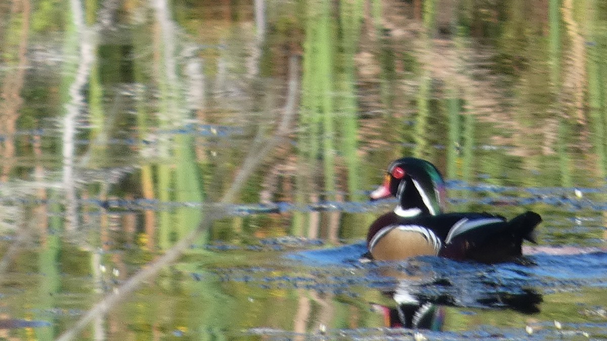 Wood Duck - ML642663287