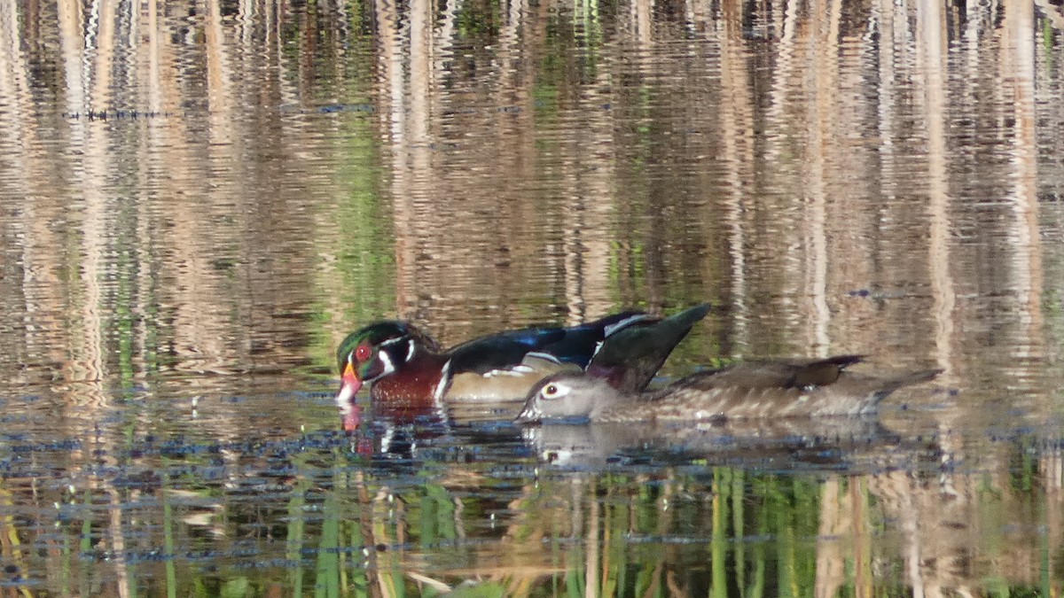 Wood Duck - ML642663289