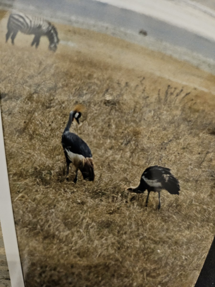 Gray Crowned-Crane - ML642663297