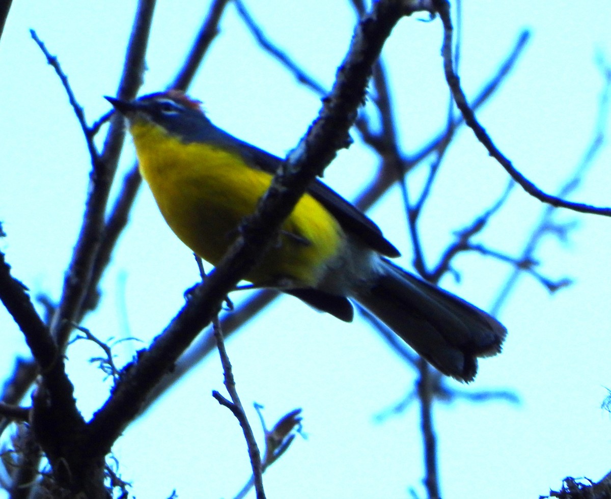 Brown-capped Redstart - ML642663308